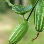Pointed Gourd Cultivation
