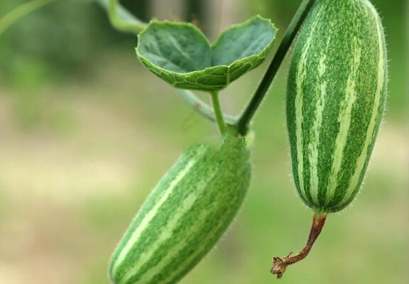 Pointed Gourd Cultivation