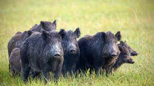 Protect Crop From Wild Pigs