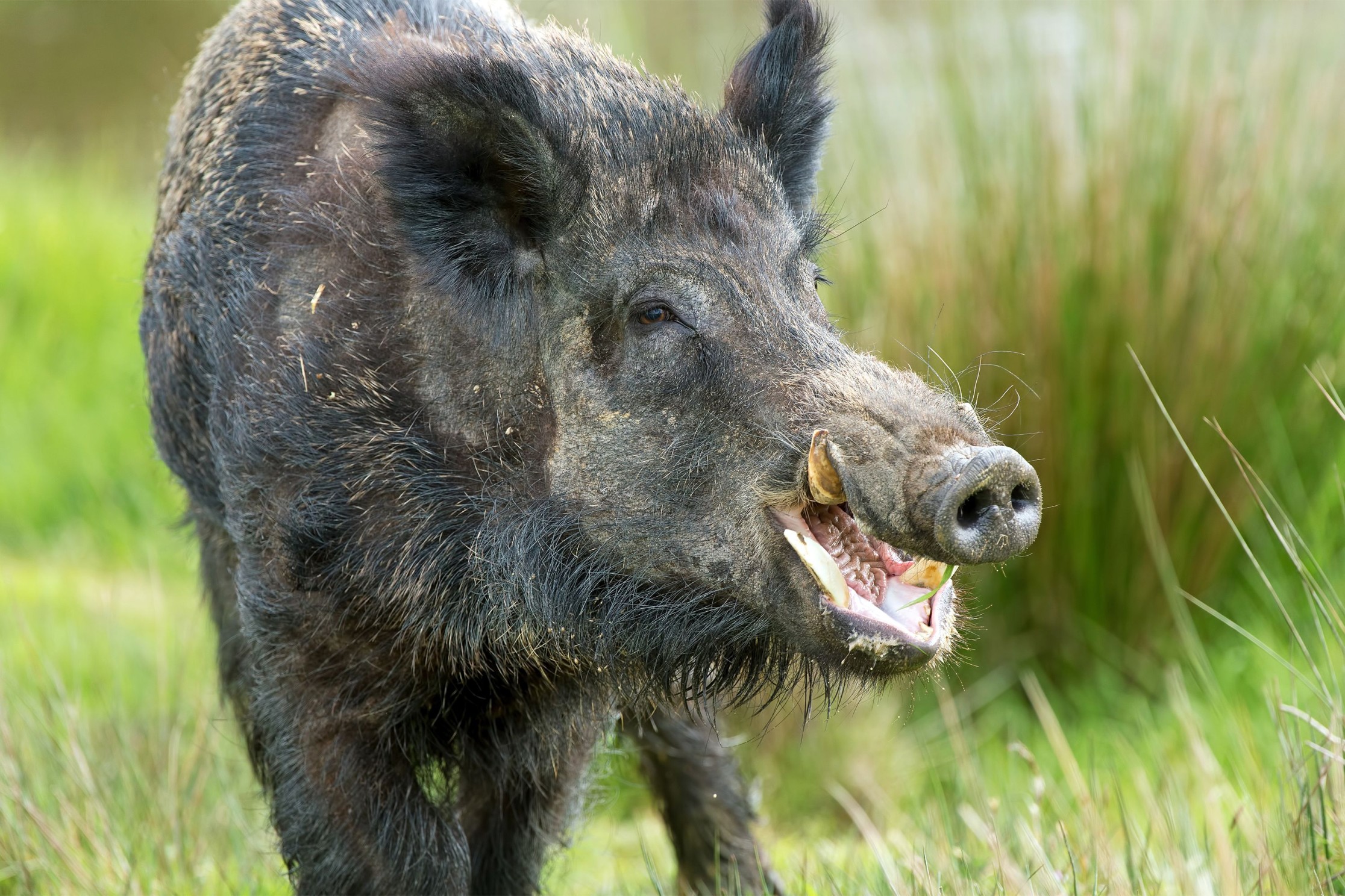 Wild Pigs