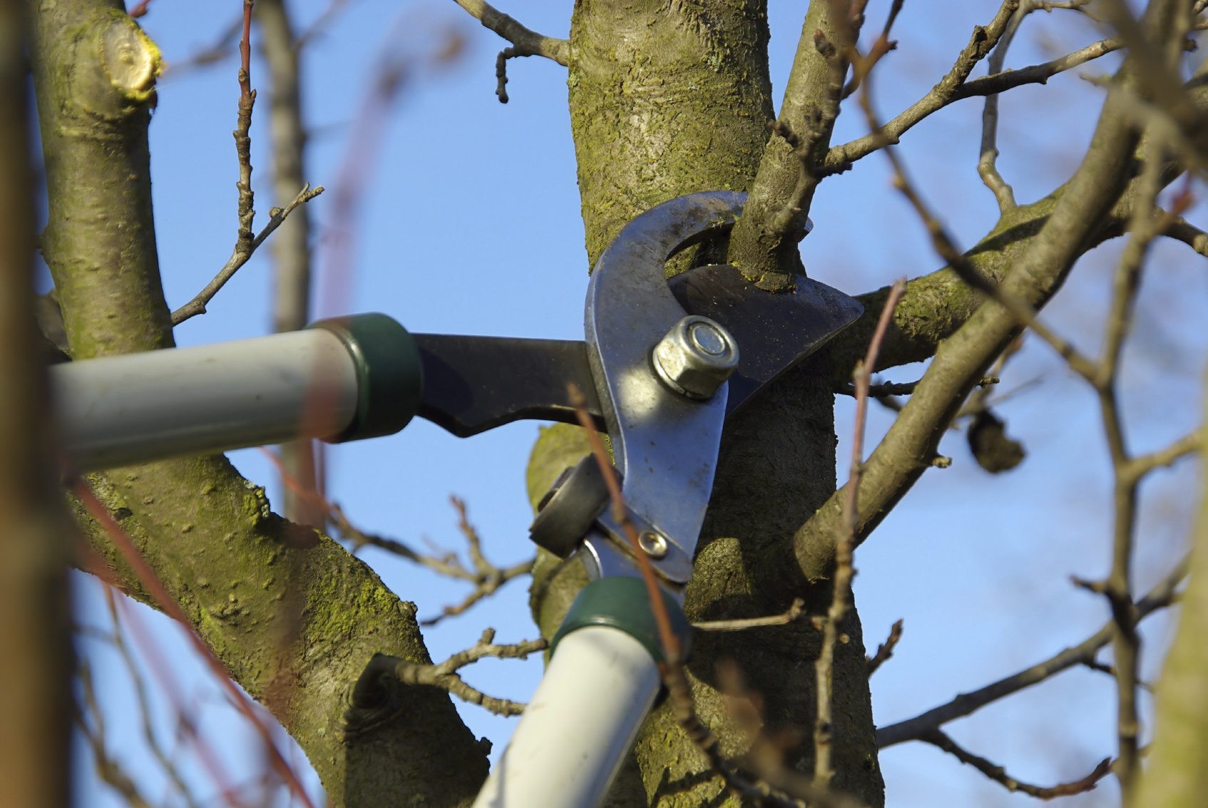 Pruning 