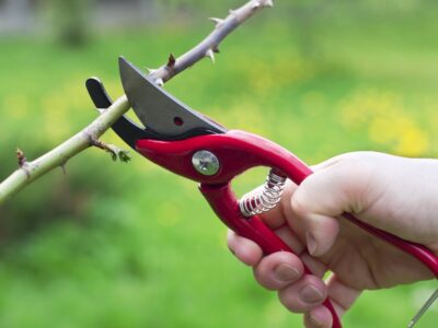 Pruning for Trees