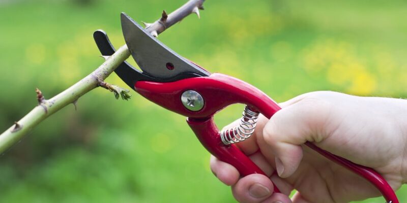 Pruning for Trees