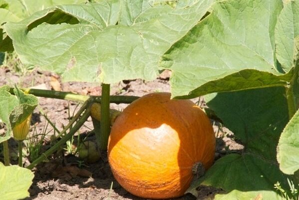 Cultivation method of pumpkin