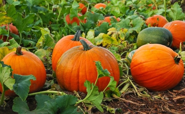 Pumpkin Cultivation Methods