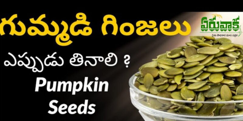 Pumpkin Seeds