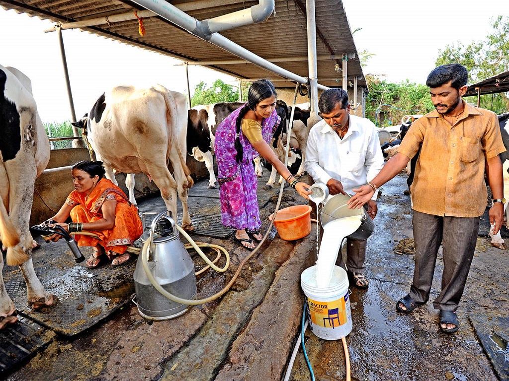 Quality Milk Production