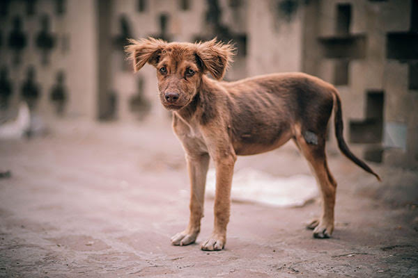 Rabies Disease in Dogs