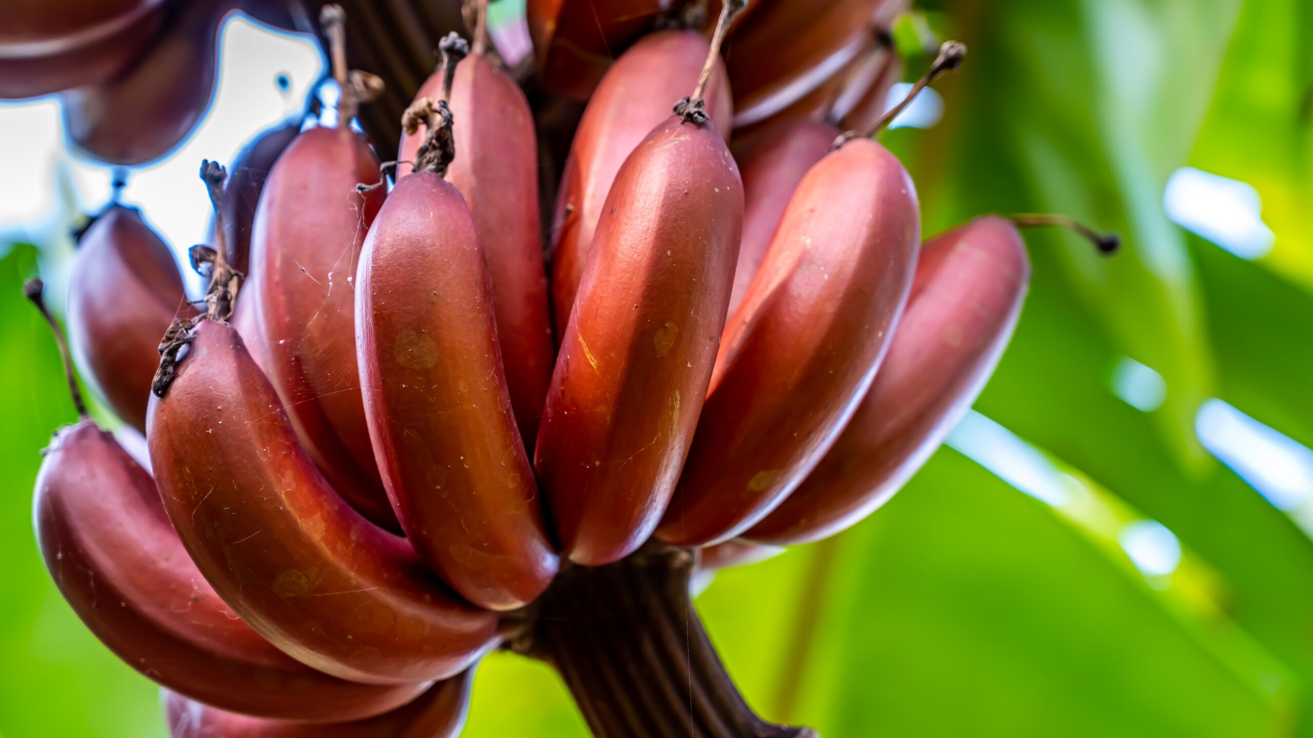 Red Banana Benefits