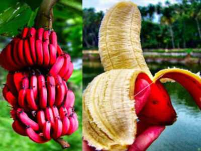 Red Banana