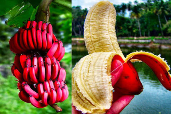 Red Banana Benefits In English