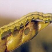Red gram Pod Borer