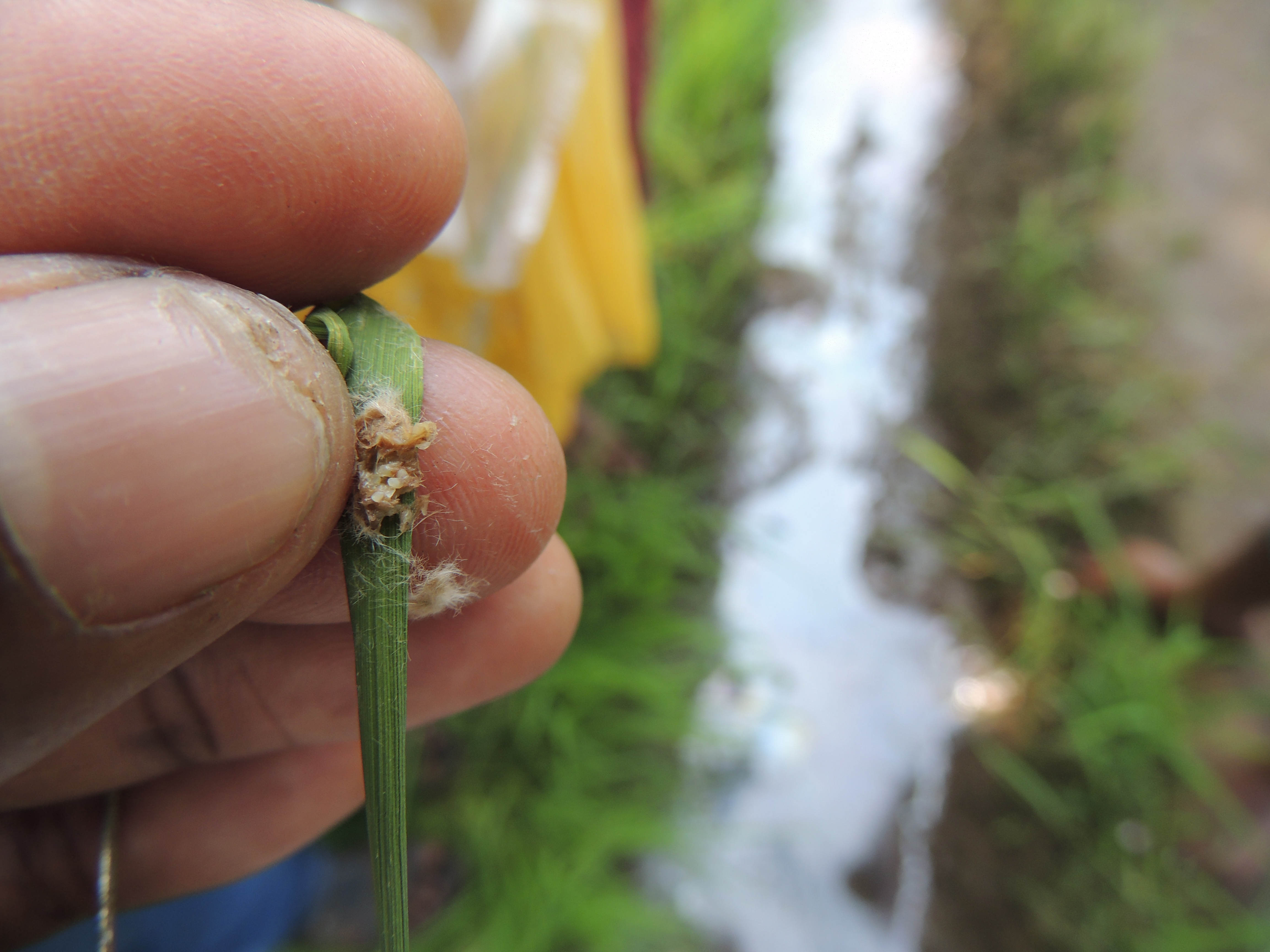 Rice Stem Borer