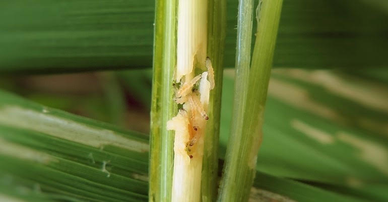 Rice Stem Borer