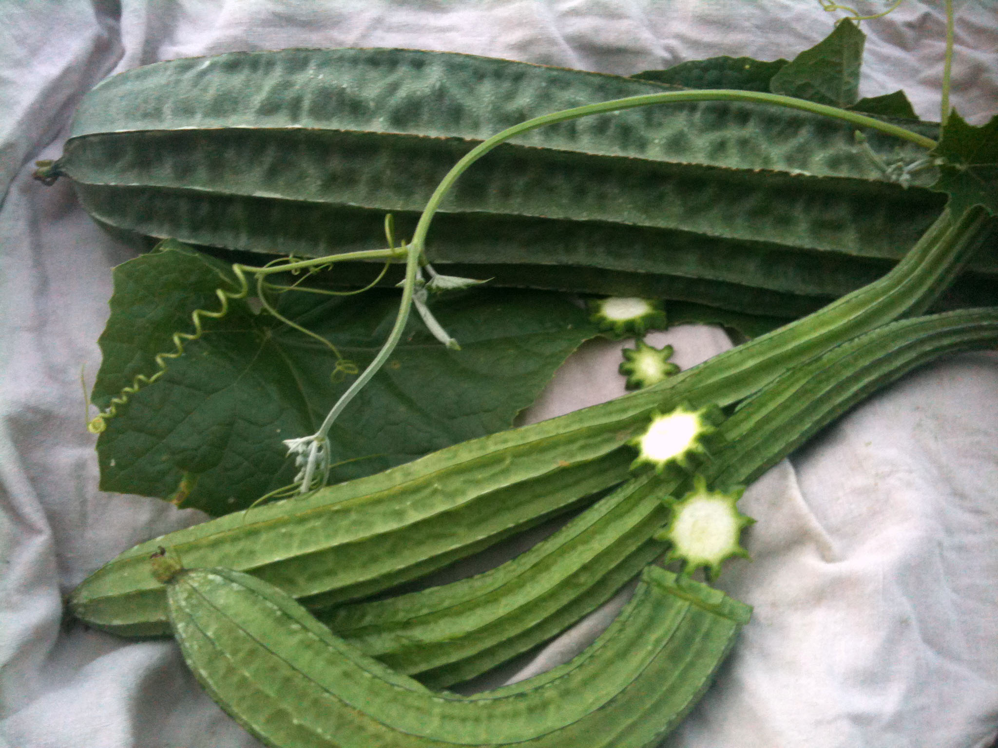 ridge-gourd-health-benefits