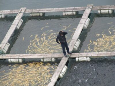 Fish Farming in Salt Water