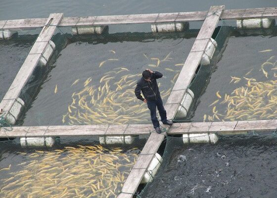 Fish Farming in Salt Water