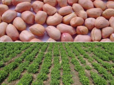 Seed Treatment in Groundnuts