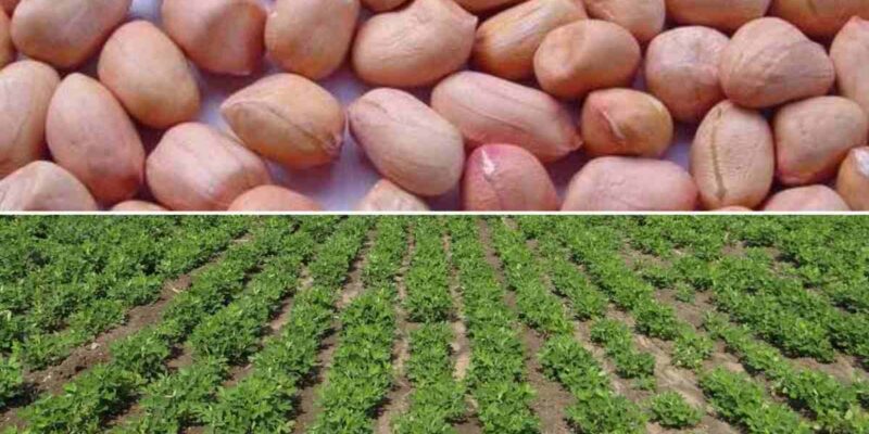 Seed Treatment in Groundnuts