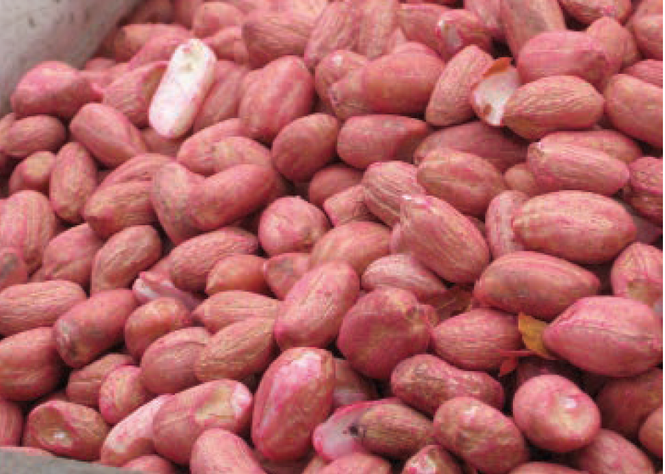 Seed Treatment in Groundnut