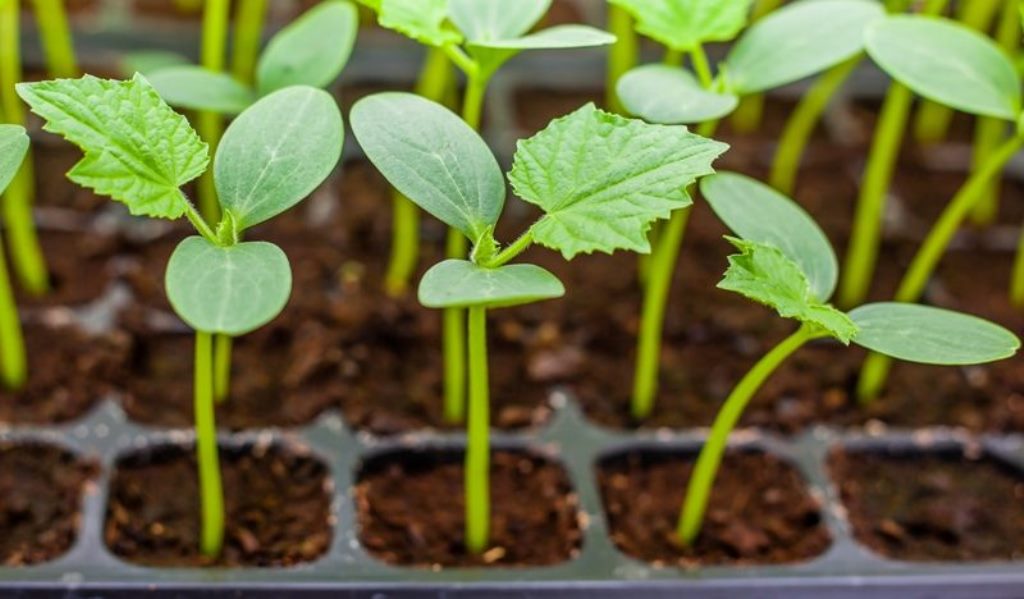 Seed Treatment in Vegetable Nursery