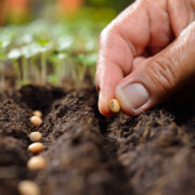 Seed Treatment