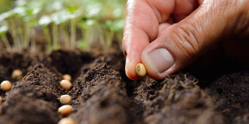 Seed Treatment