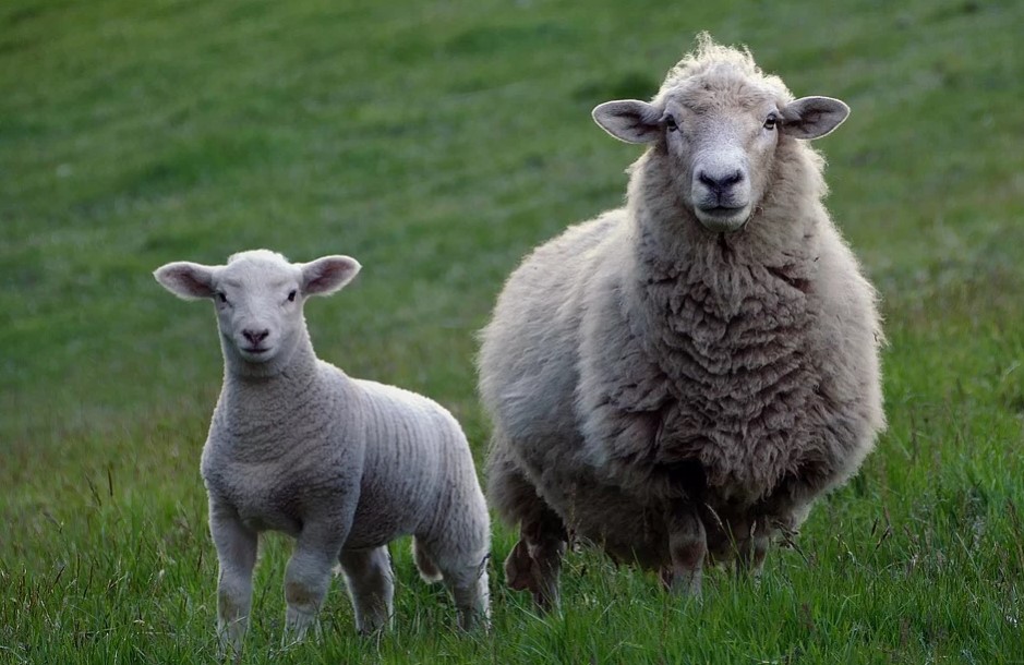 Sheep Farming