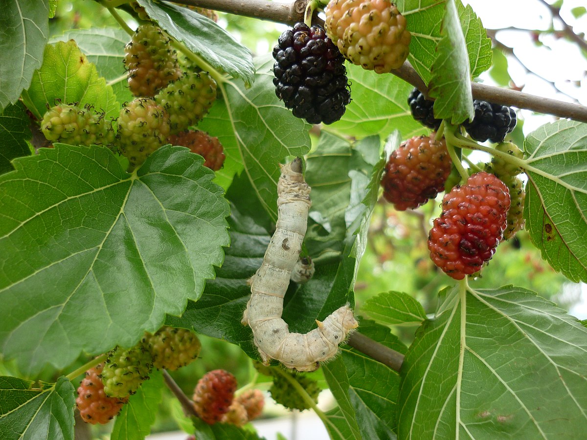 Silkworm Farming