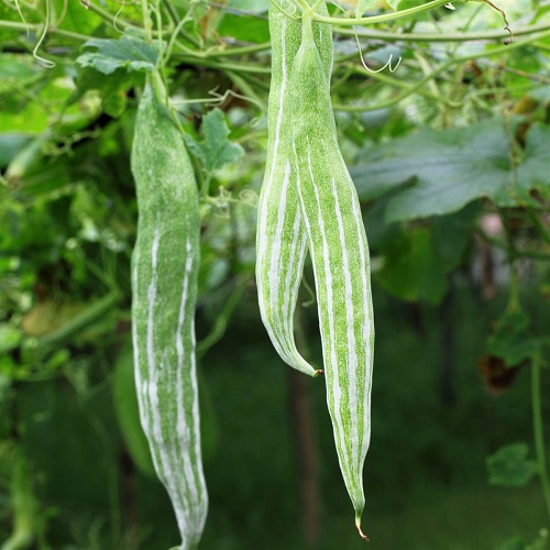 Snake Gourd Health Benefits