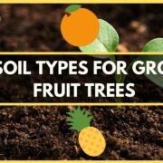 Soil Types for Grow Fruits