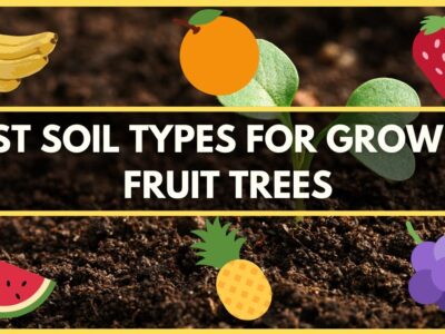 Soil Types for Grow Fruits