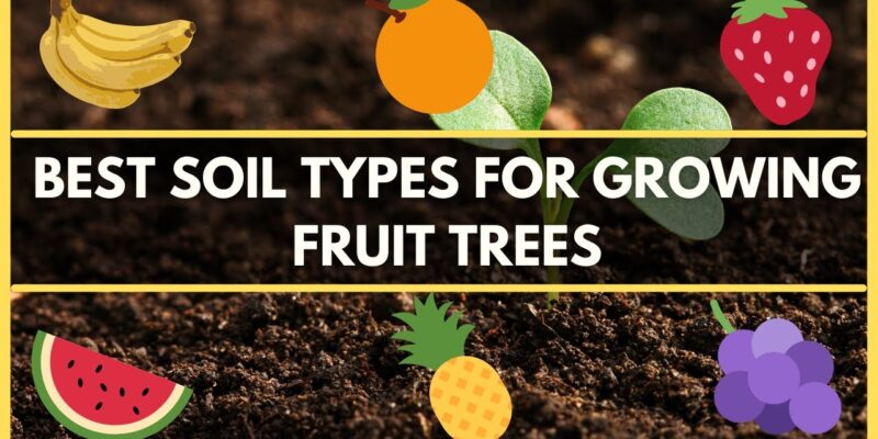 Soil Types for Grow Fruits