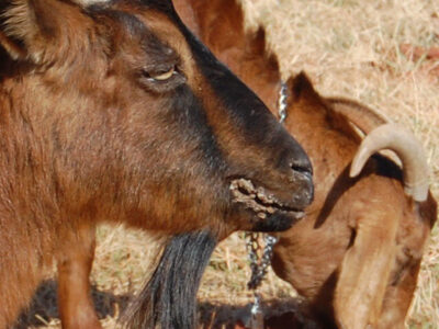 Sore Mouth disease in Goats