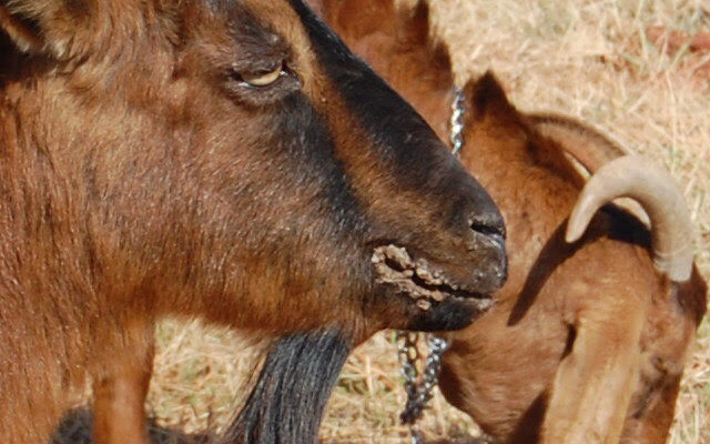 Sore Mouth disease in Goats