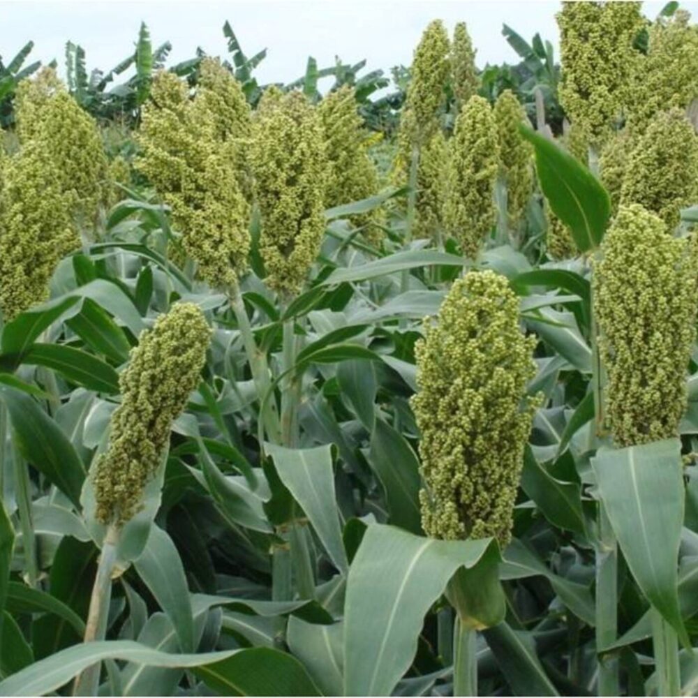 Sorghum Disease Management