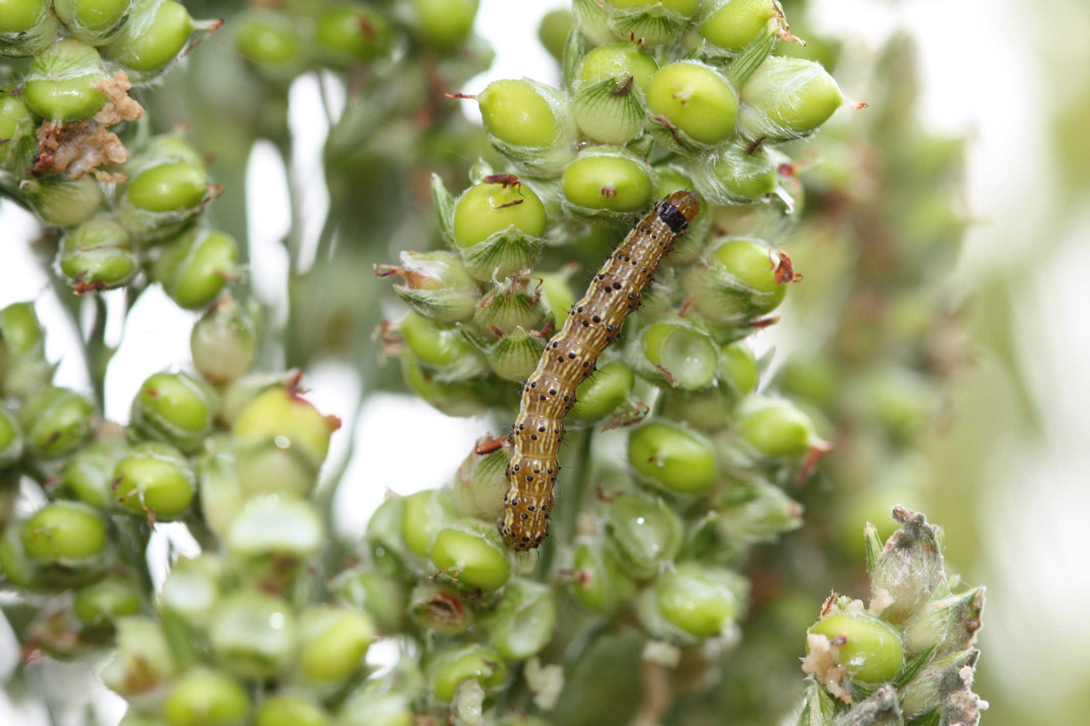 Sorghum Insect Pests