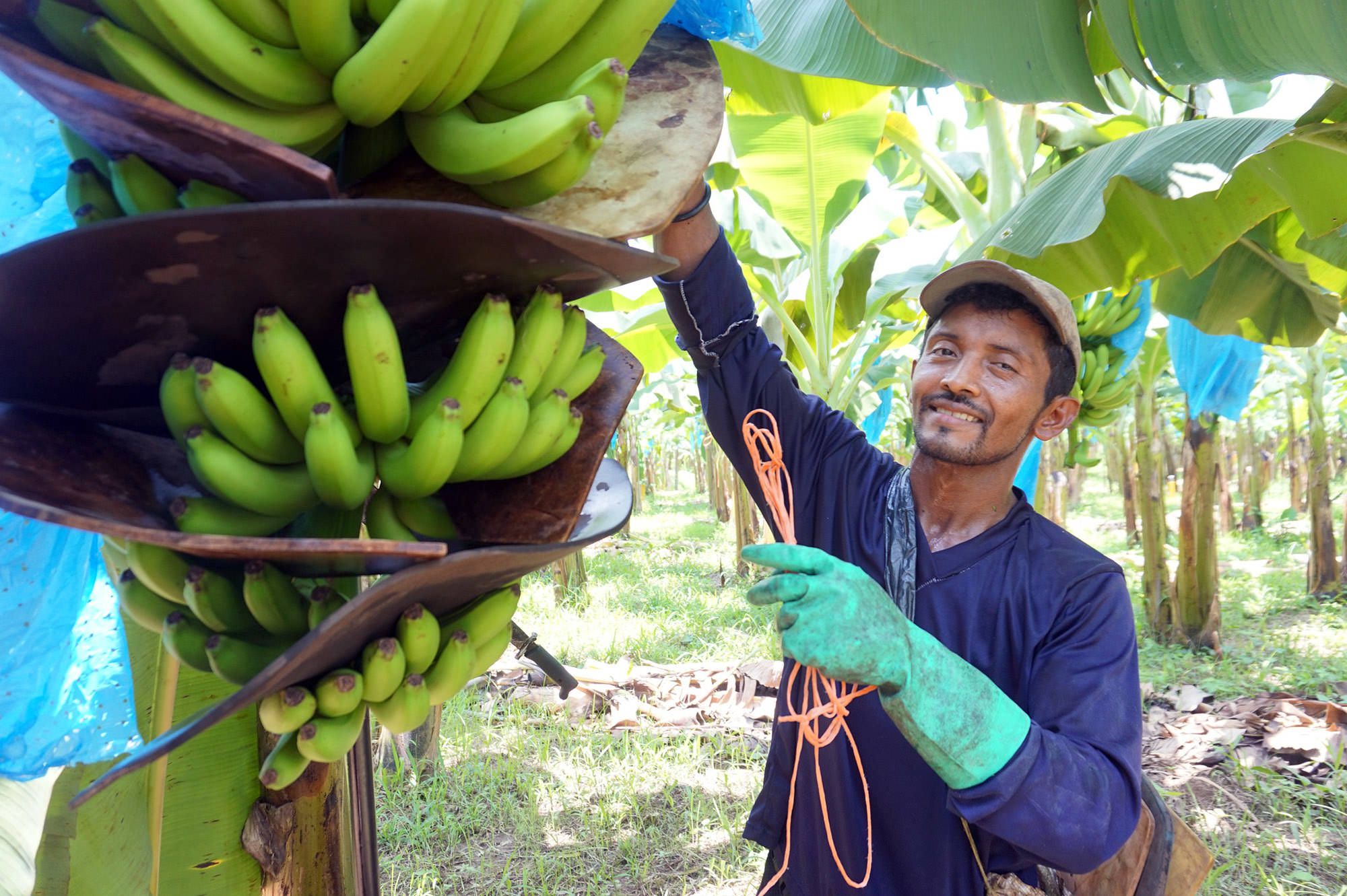 Summer Management Practices in Banana