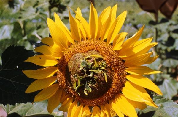 Sunflower Diseases