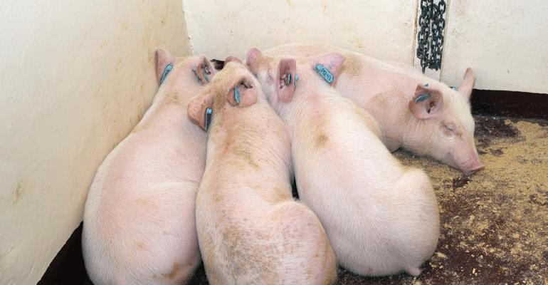 Swine Fever in Pigs