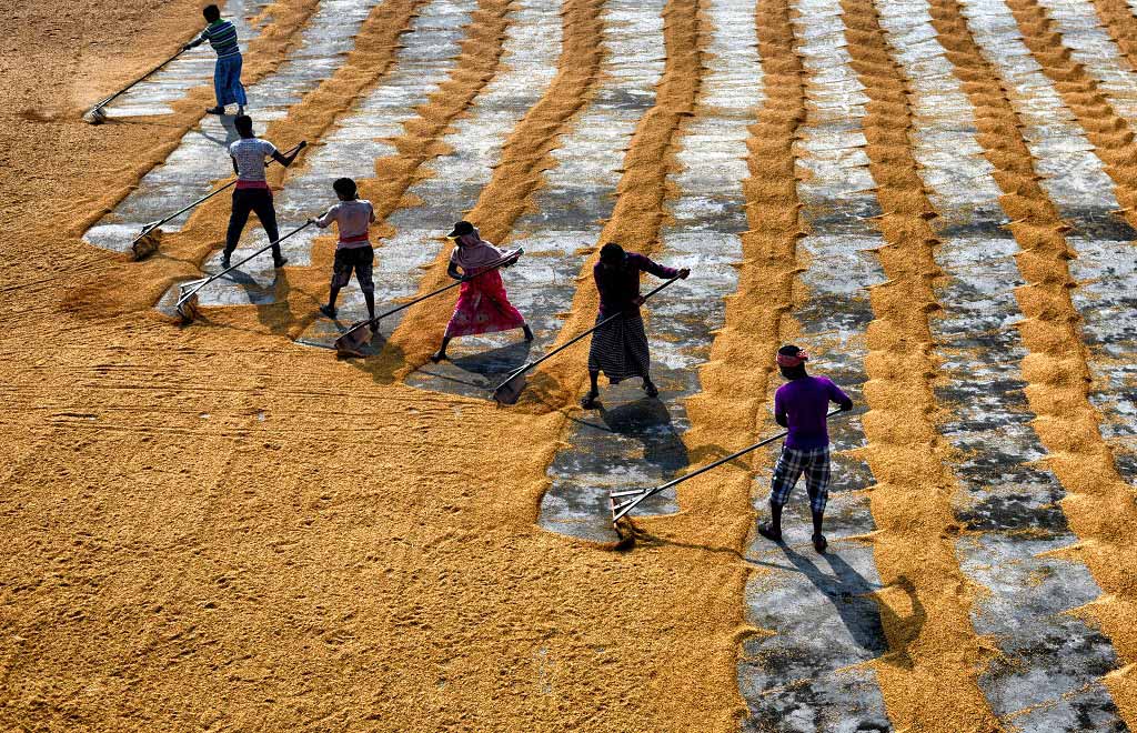 Techniques in Paddy Drying