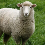 Sheep