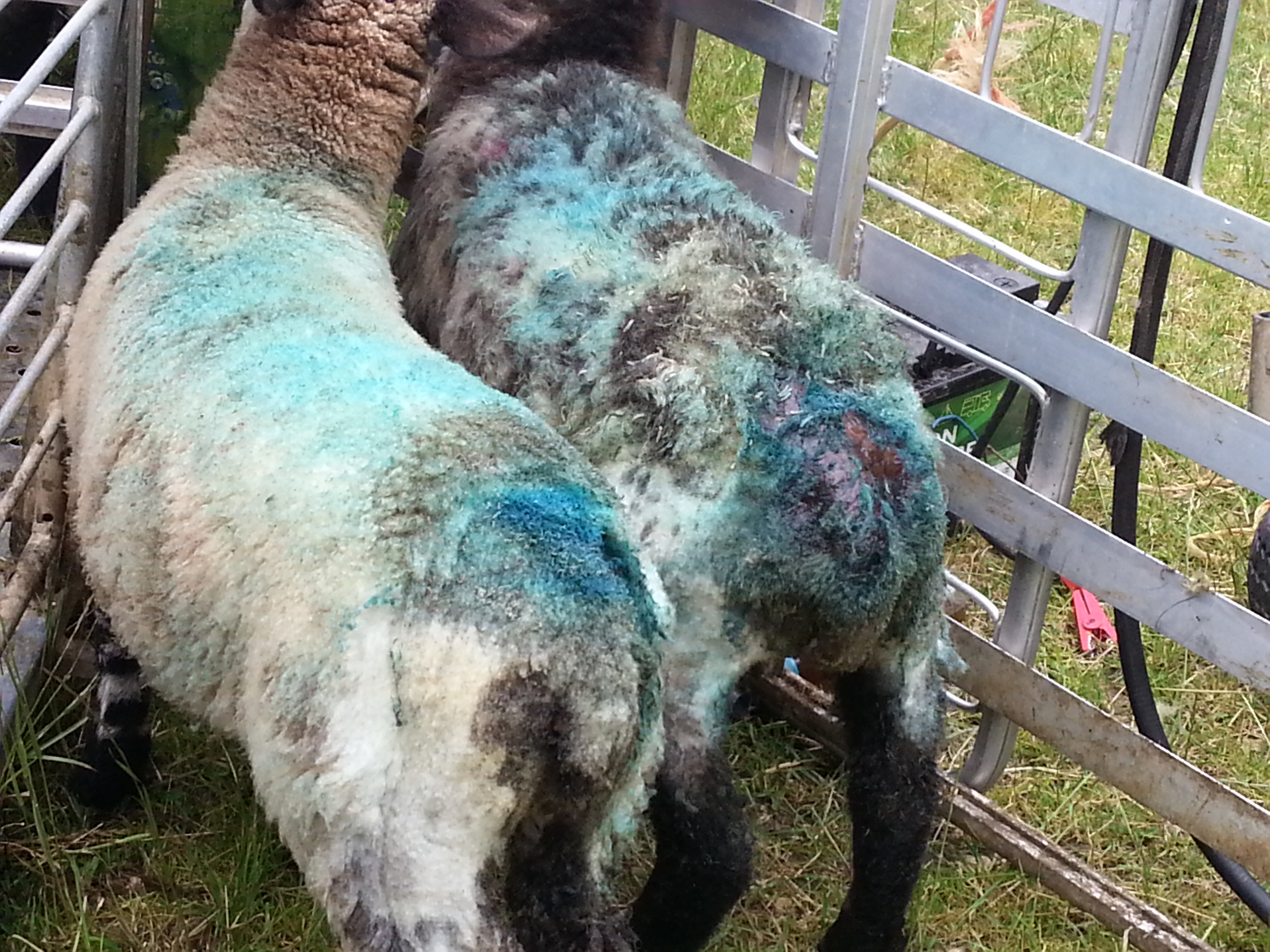 Tick Fever in Sheep