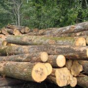 Timber