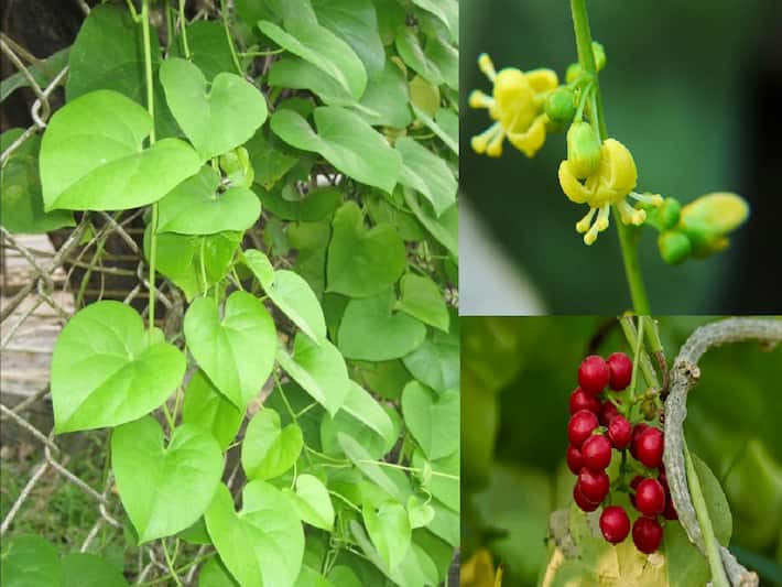 Tinospora Cordifolia