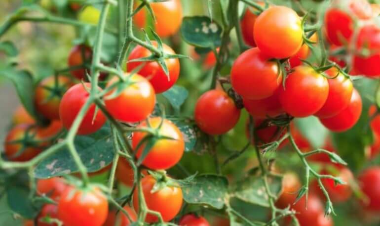 Tomato Pest Management