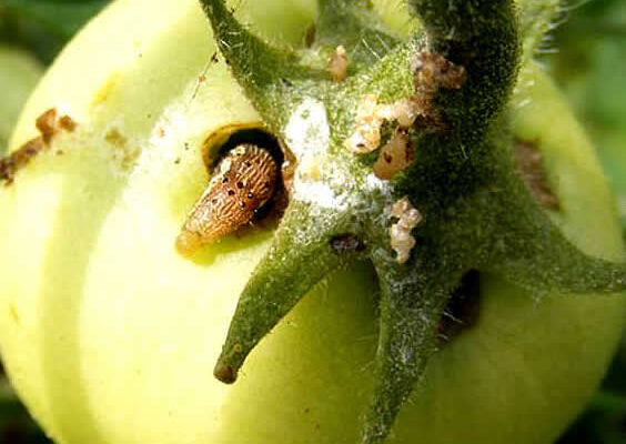 Pest Management in Tomato Crop