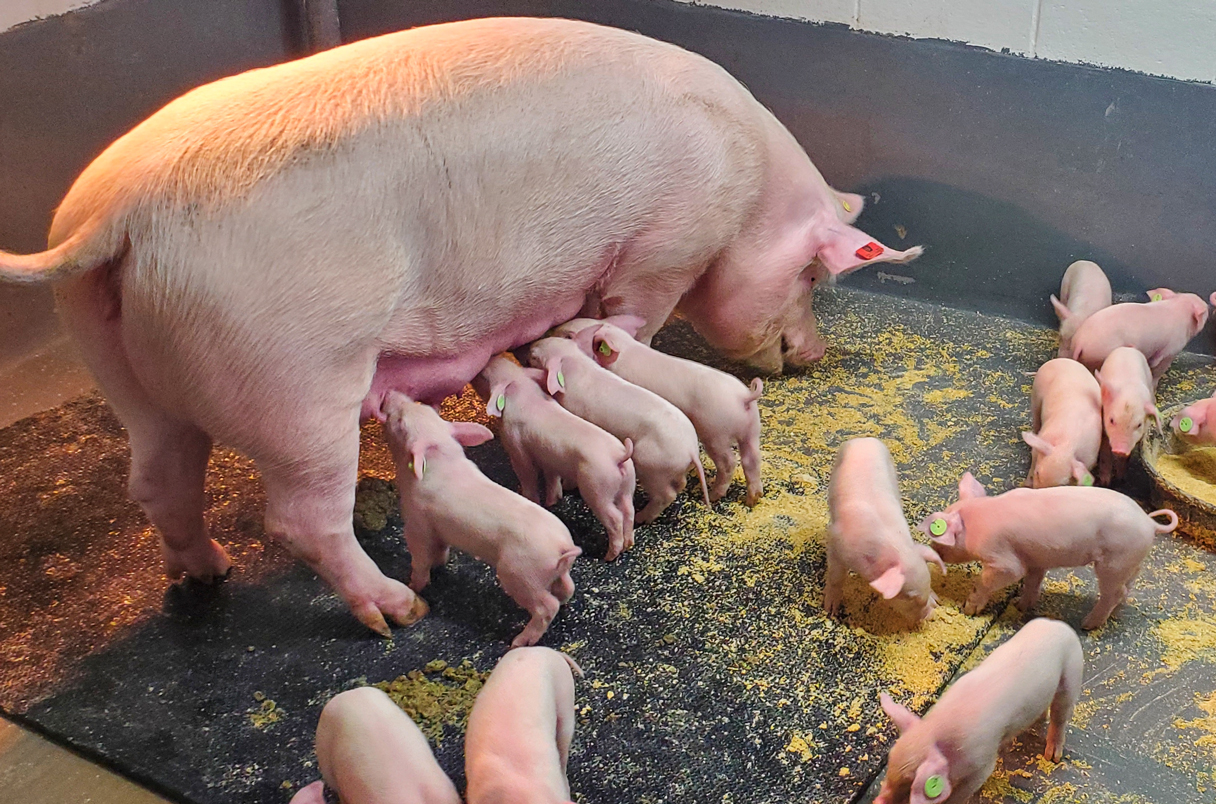 Transmissible Gastro Enteritis in Pigs