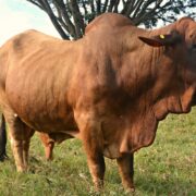 Trypanosomiasis in Cow