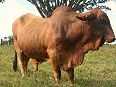 Trypanosomiasis in Cow